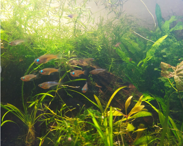 Živé krmivo pre ryby a krevety, machy - 5