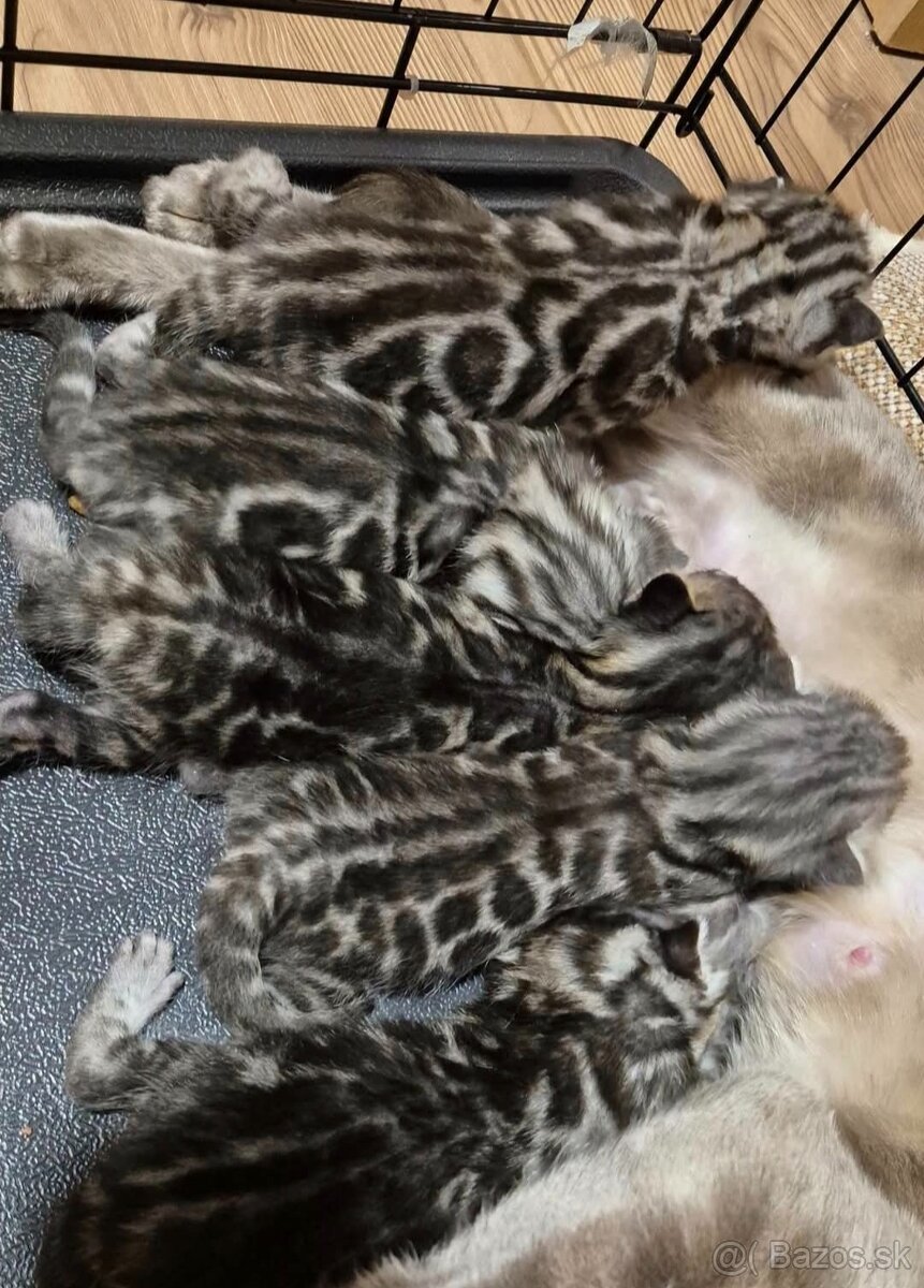 Bengalske macke - 5