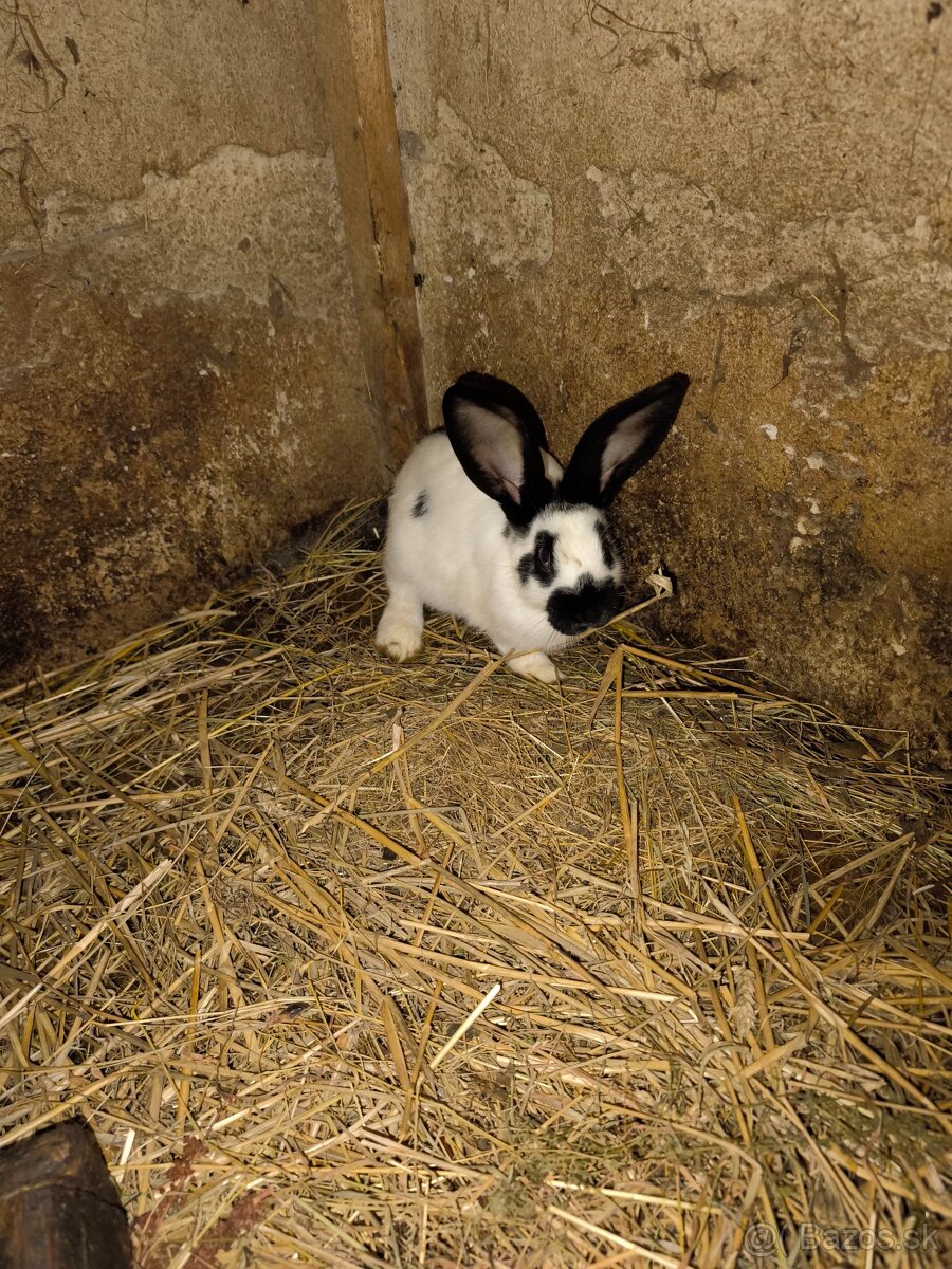 Nemecký obrovity strakač - 5