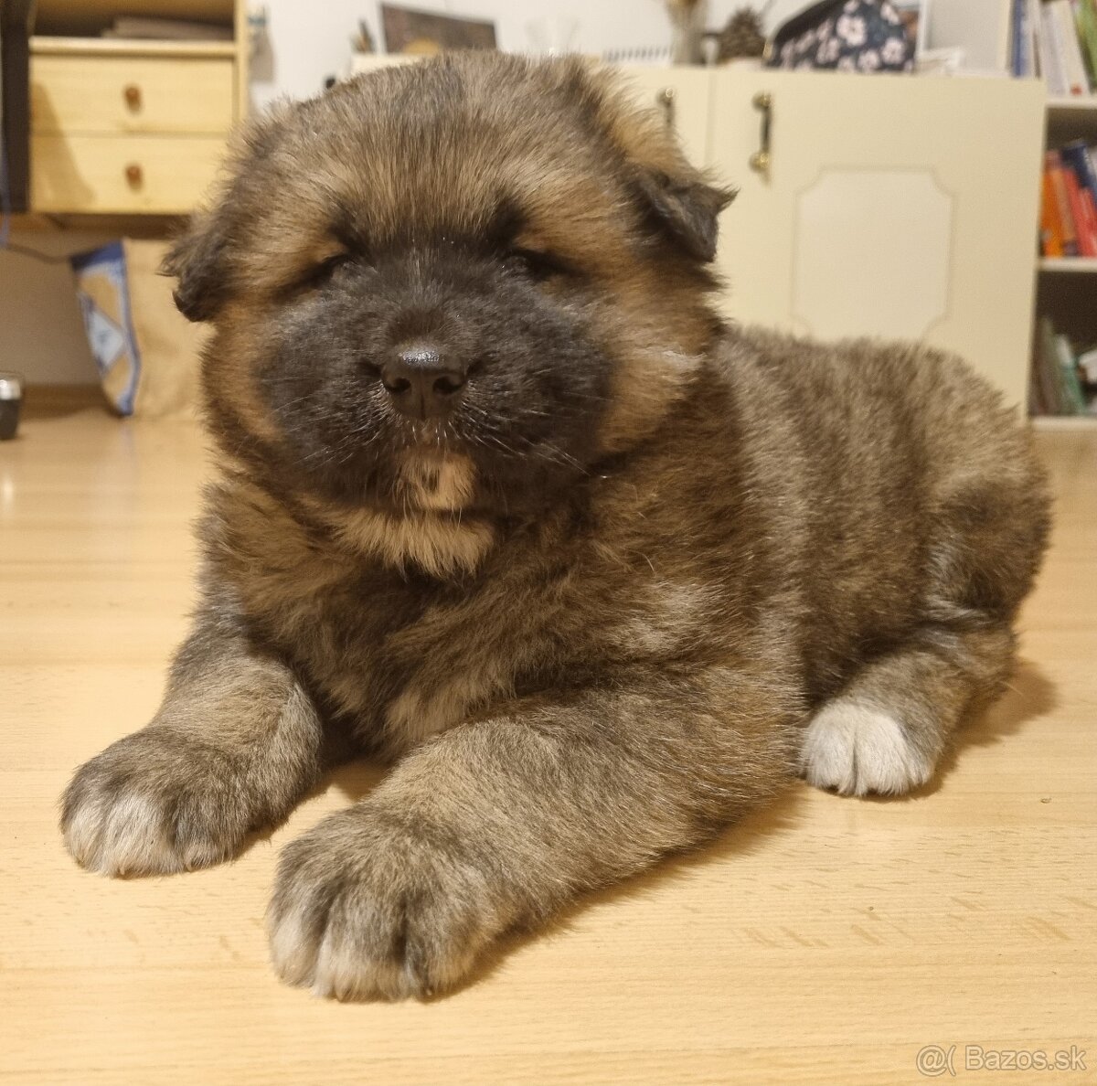 Darujem šteniatko - 5