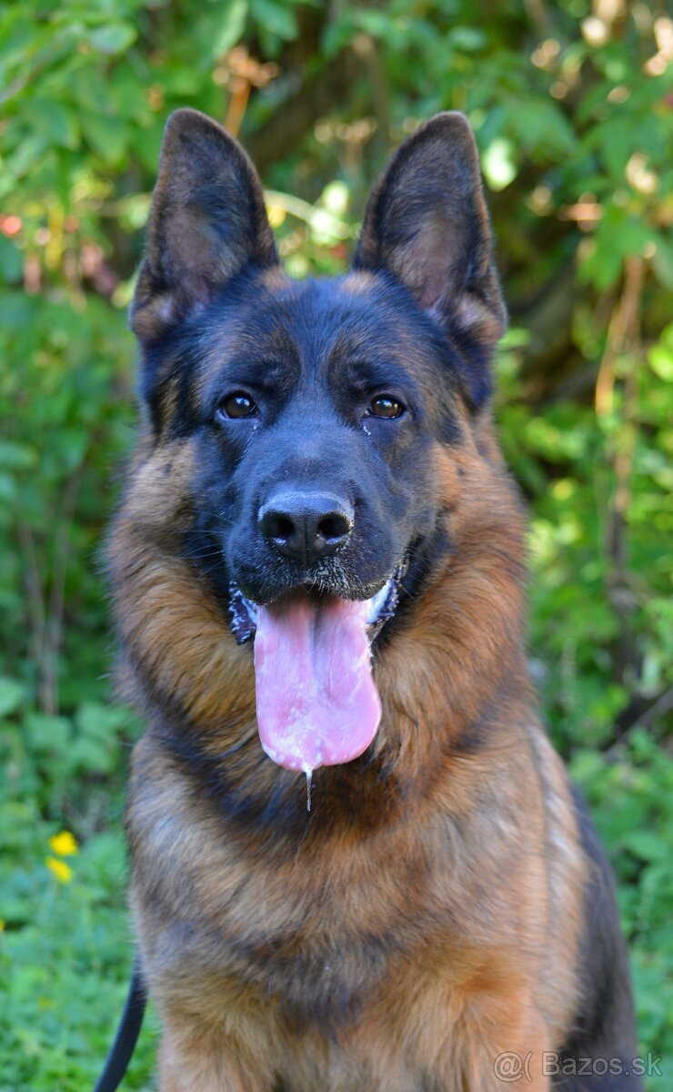 Nemecký ovčiak - 5