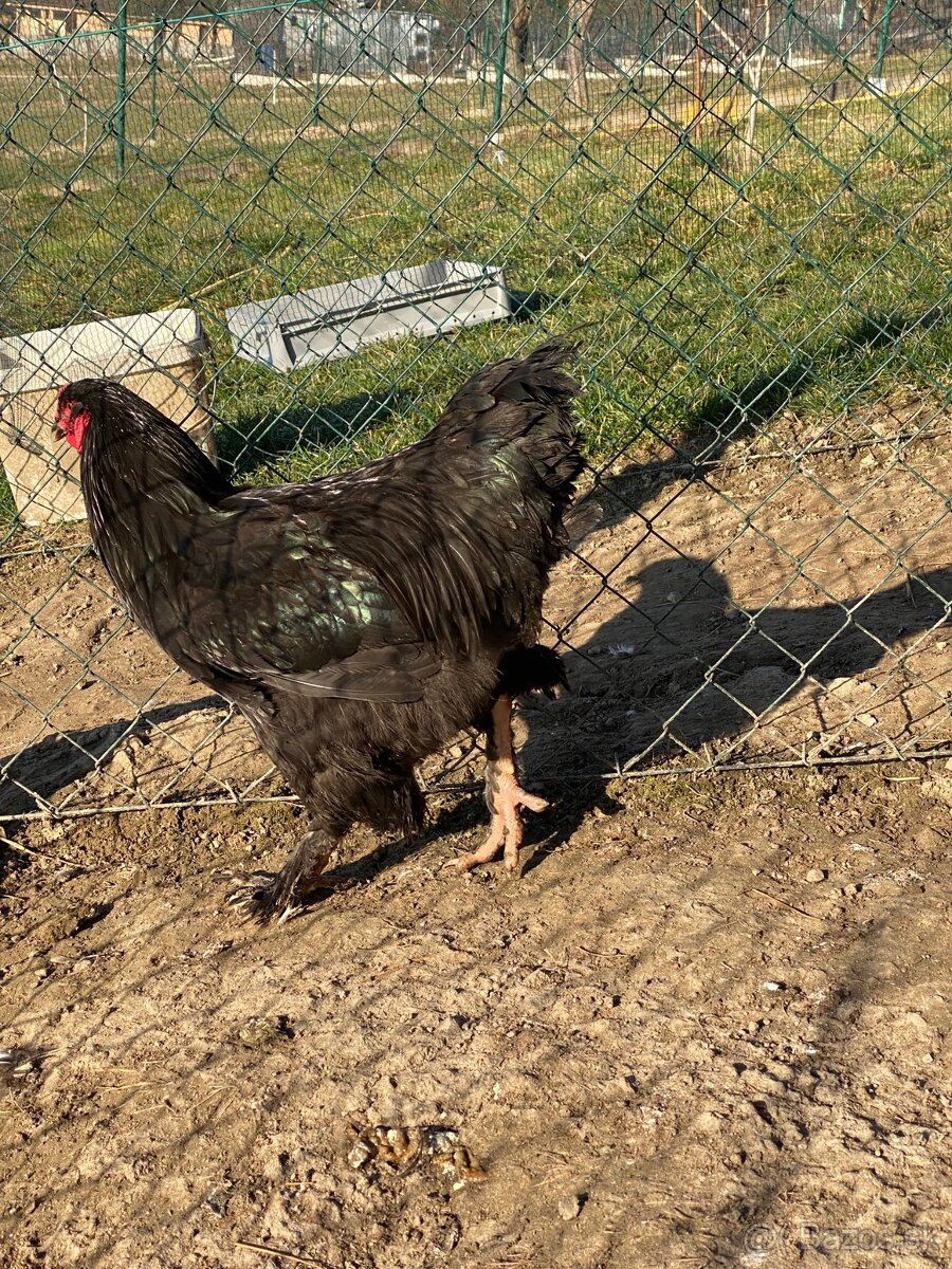 Predám kohútov Brahma veľká - 5