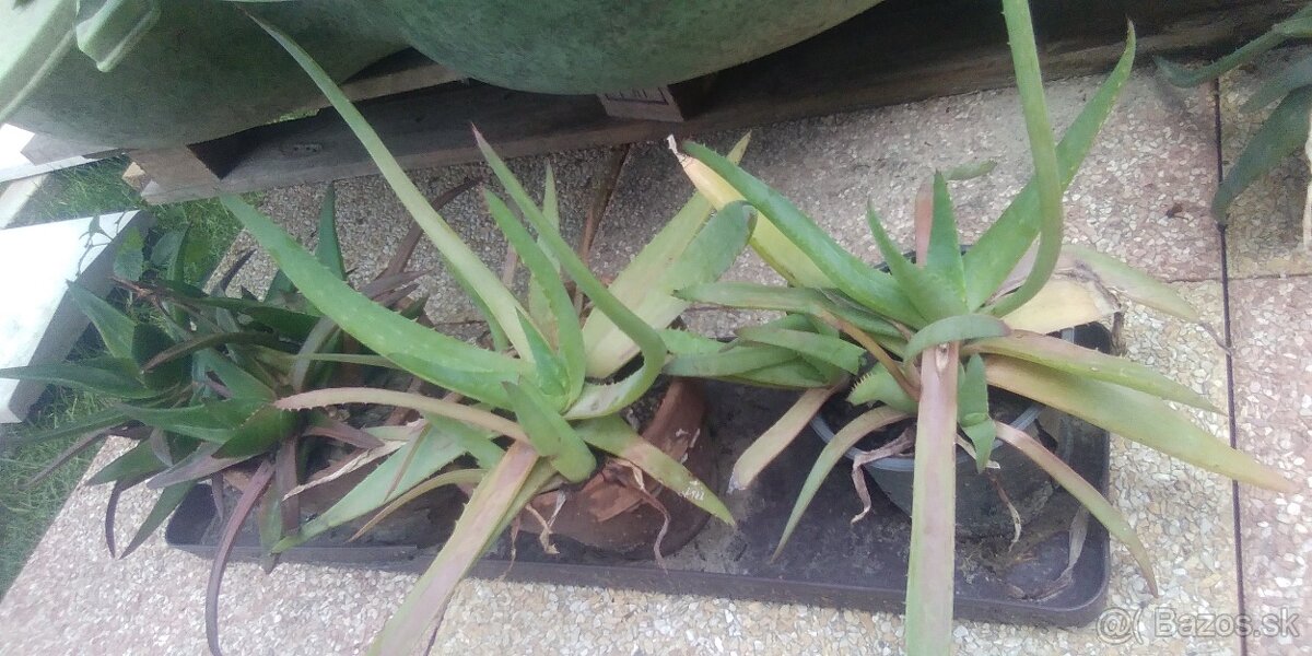 Aloe vera - 5