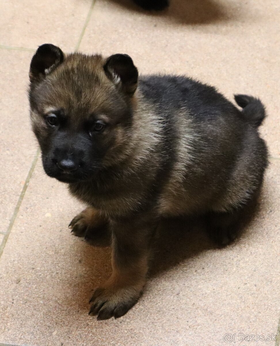 Německý ovčák s PP - 5