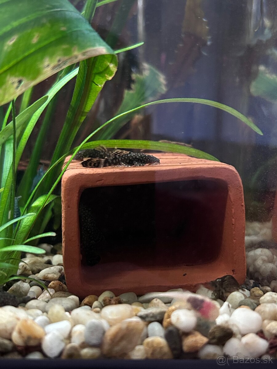 Predám Ancistrus sp. (Prísavník obyčajný) - 5