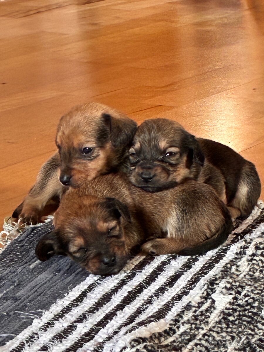 Ponúkam dvojmesačné šteňatá - 5