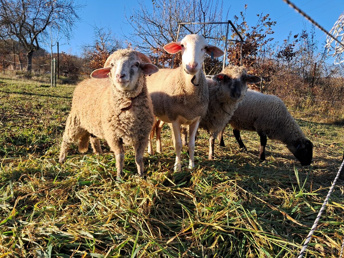 Lacno predám mladé jahňatá na zárez alebo do chovu - 5