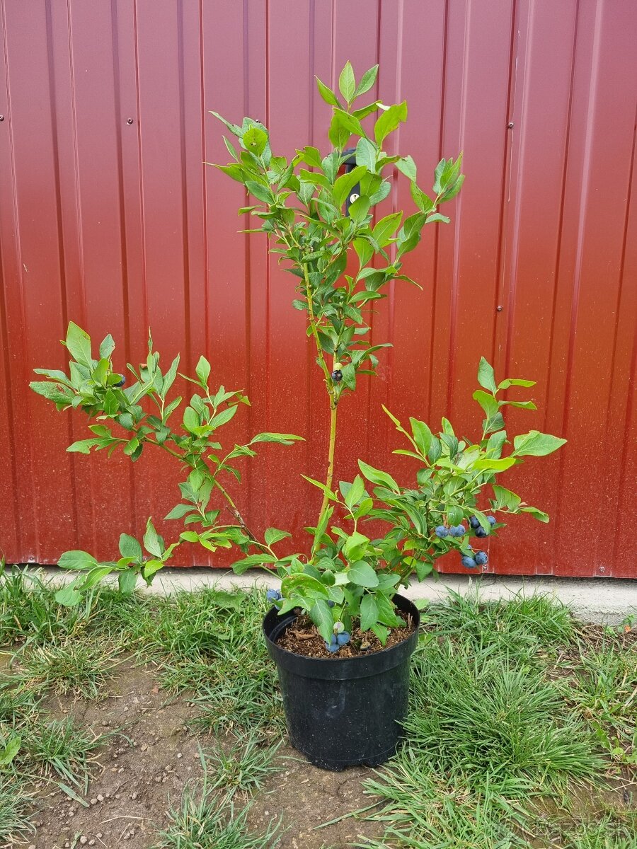 Čučoriedky kanadské sadenice - 5