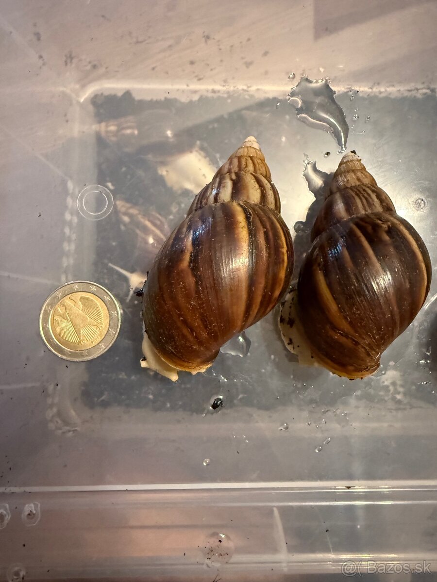 Slimák, Lissachatina Fulica - 5