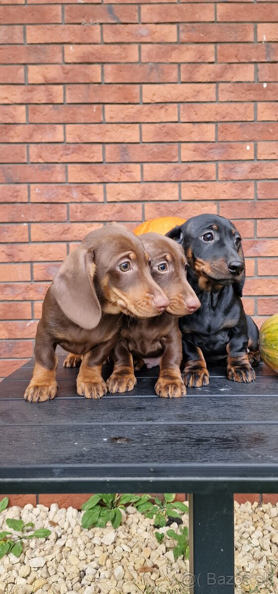 Jazvečík trpasličí - 5