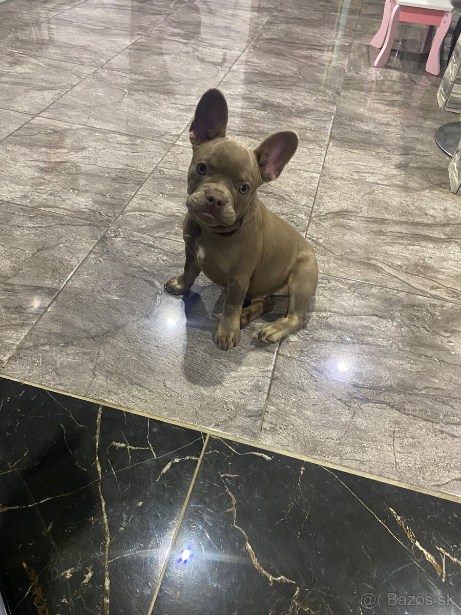 Francuzsky buldoček - 5