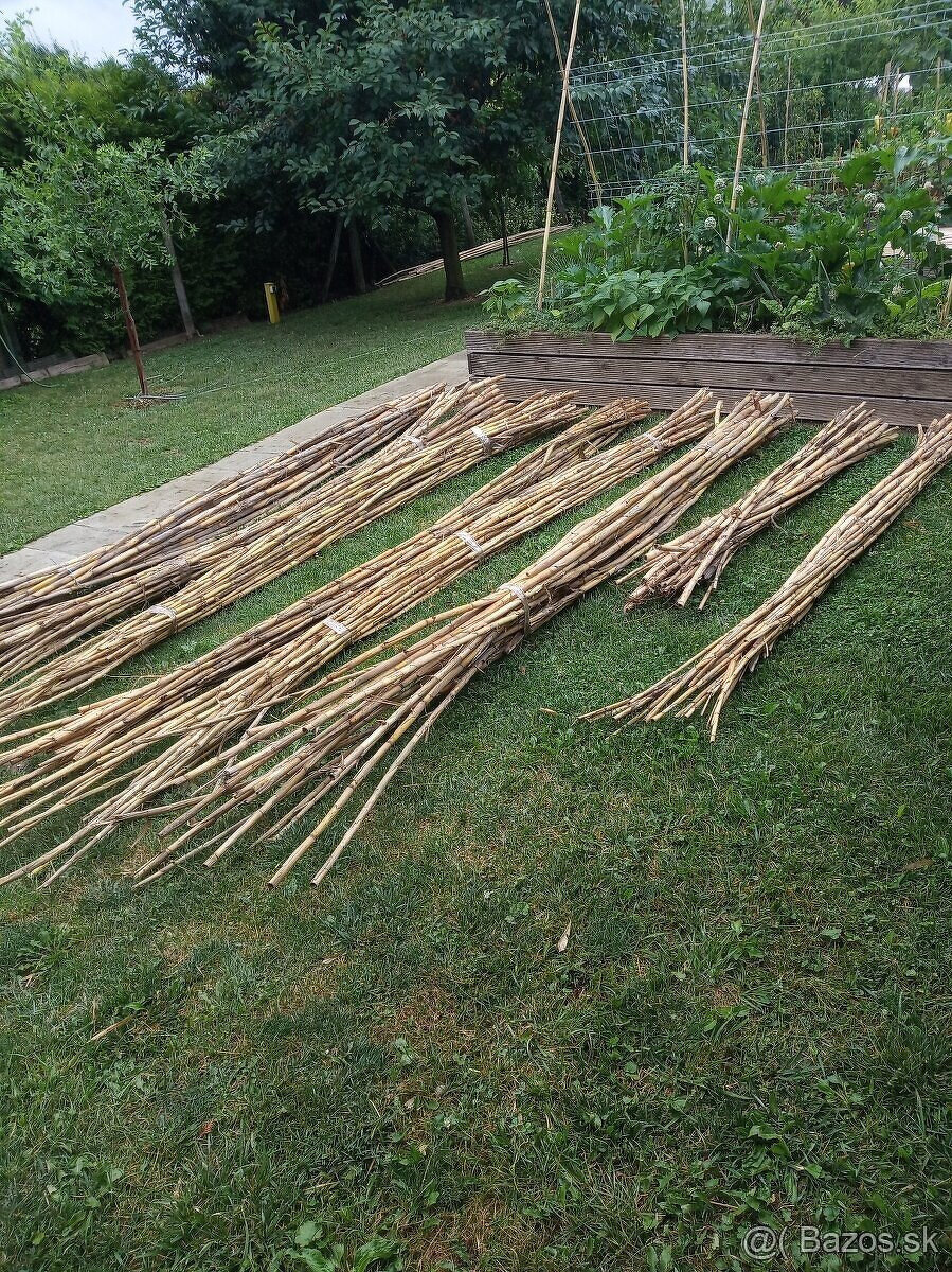 BAMBUS tyče tyče s Arundo DonaxZ trstiny - 5
