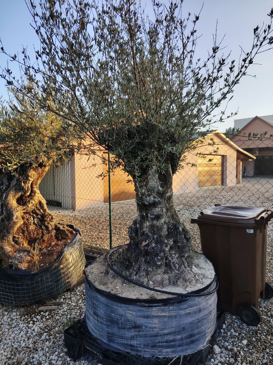 Olivovník europea - 5