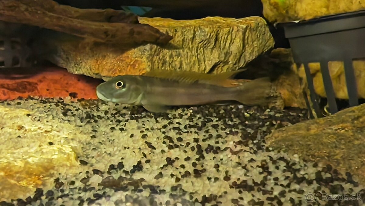 Africké riečne cichlidy - 5