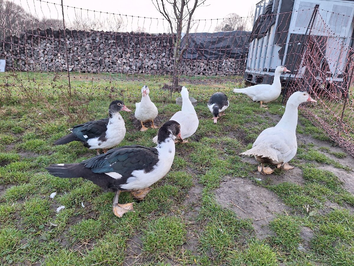 Predám pižmové (čínske) kačice / káčerov - 5