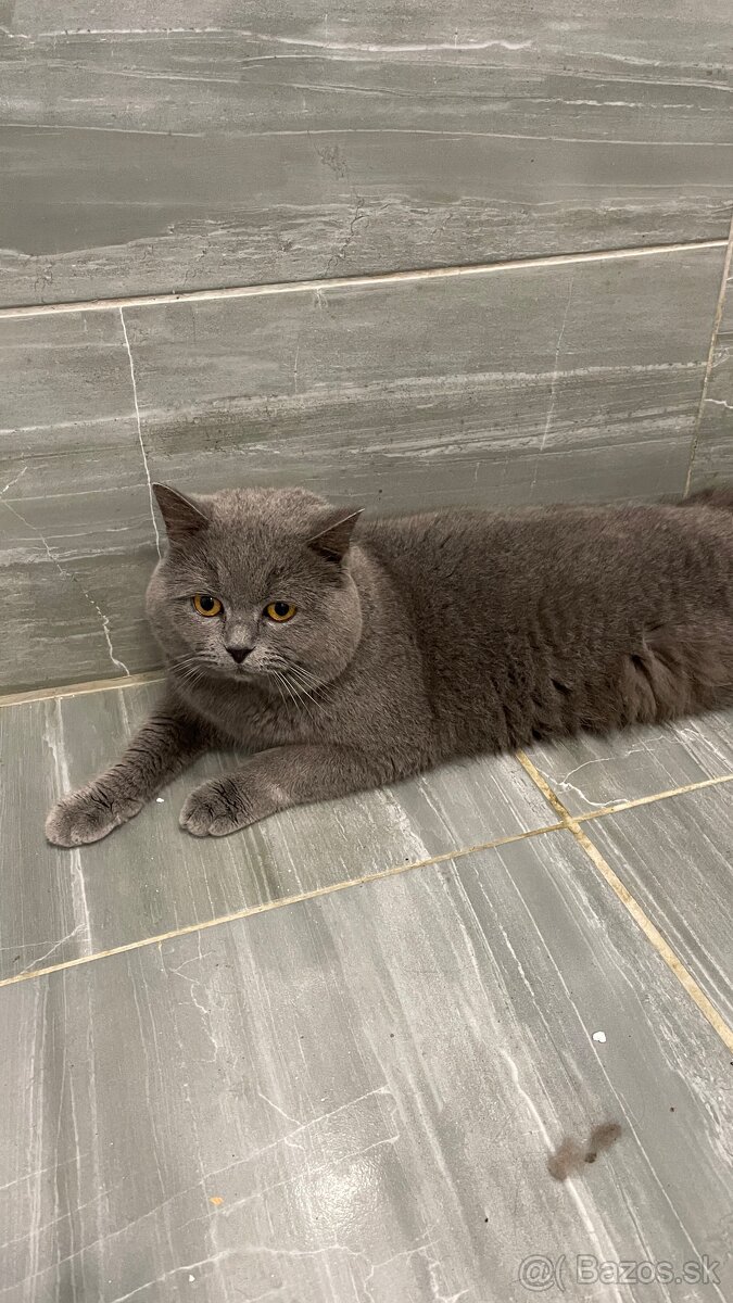 Krytie britský Modry a colorpoint Kocur krytie - 5