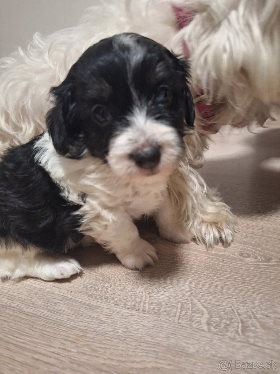 Predam steniatko - 5