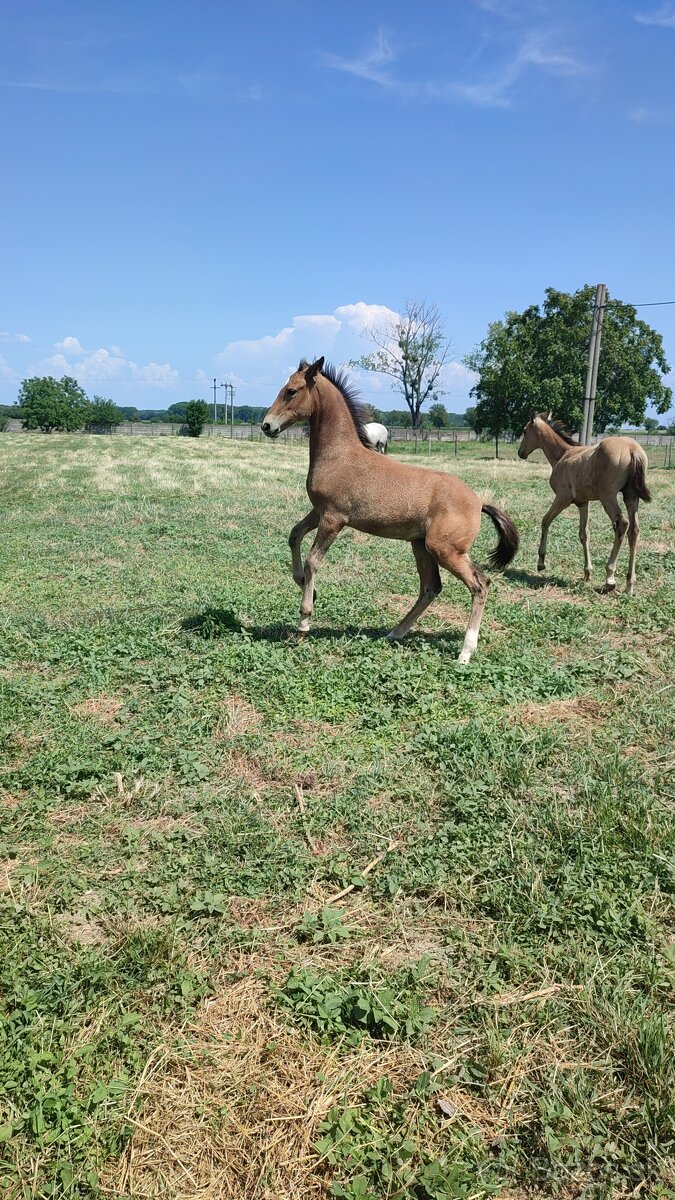 Ustajnenie koní - 5