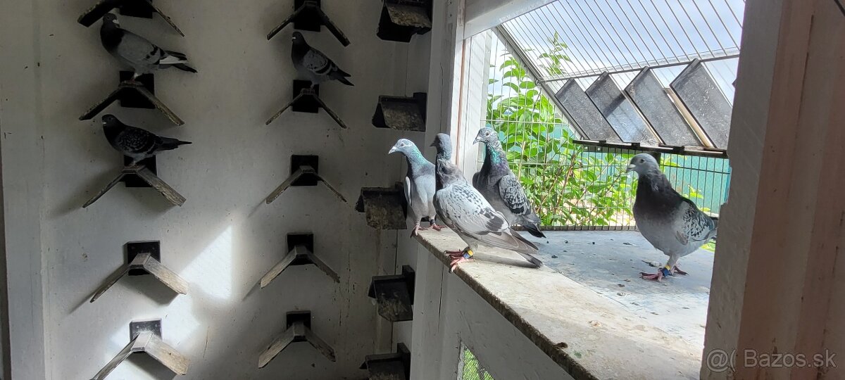 Postove holuby - 5