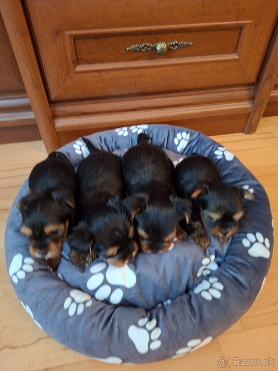 Yorkshirsky terier York - 5