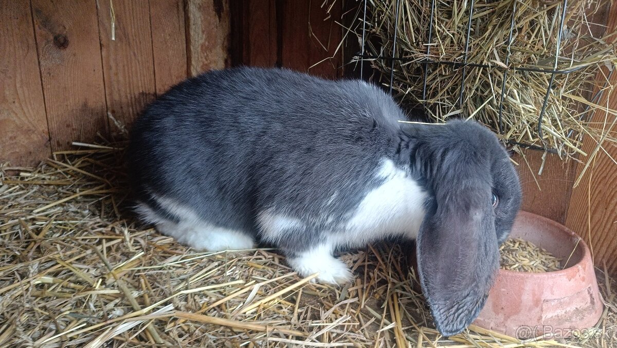 Francúzsky baran - 5