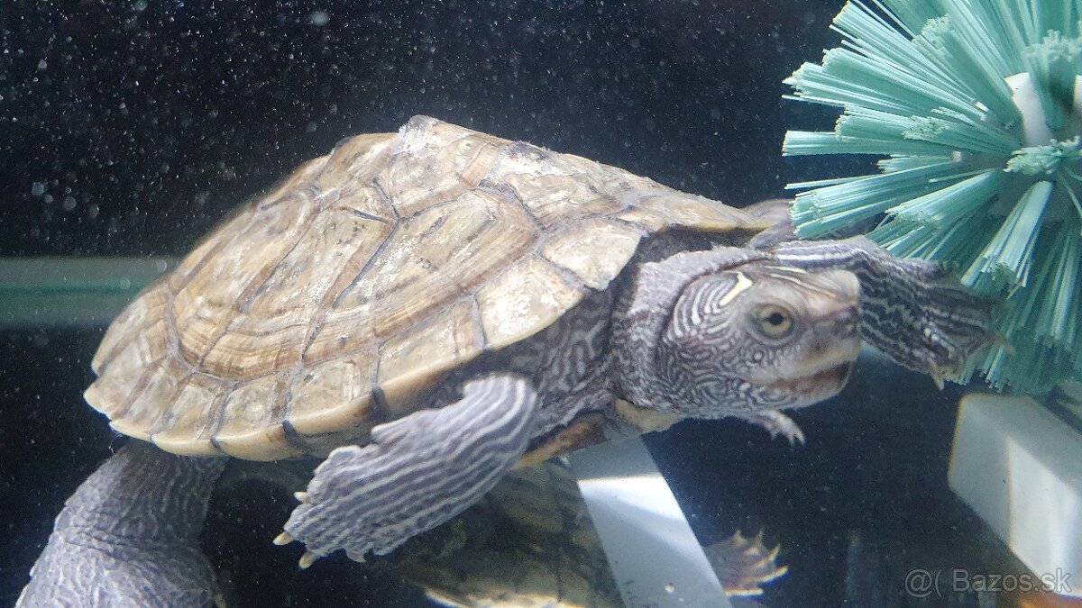 Vodné korytnačky - 5