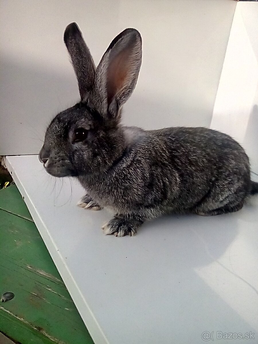 Činčila veľká - 5