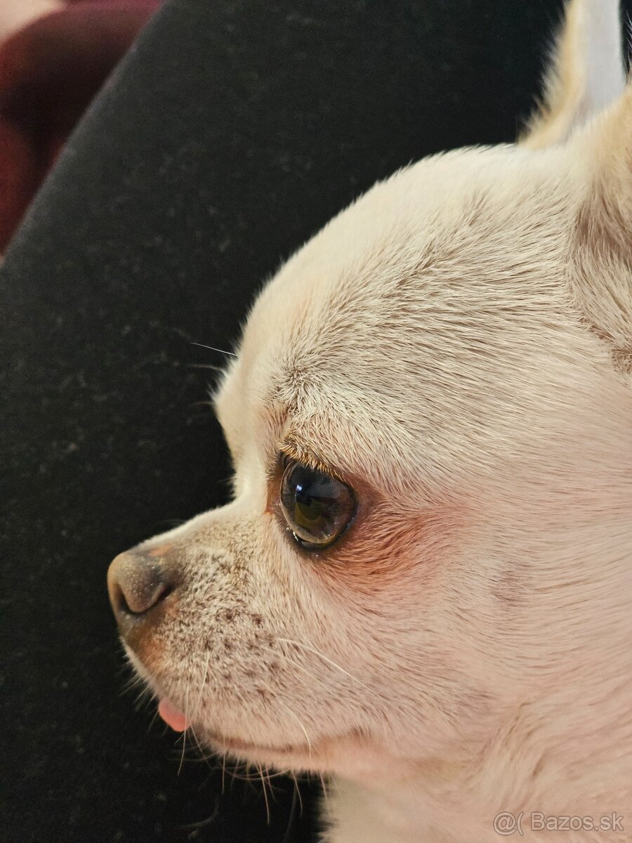 HOLÍČ / BORSKÝ MIKULÁŠ: 🐾 Ponuka na krytie – čivava Jackie - 5