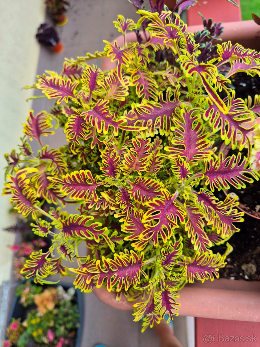 Koleus - africká žihľava (Coleus), semena, řízky - 5