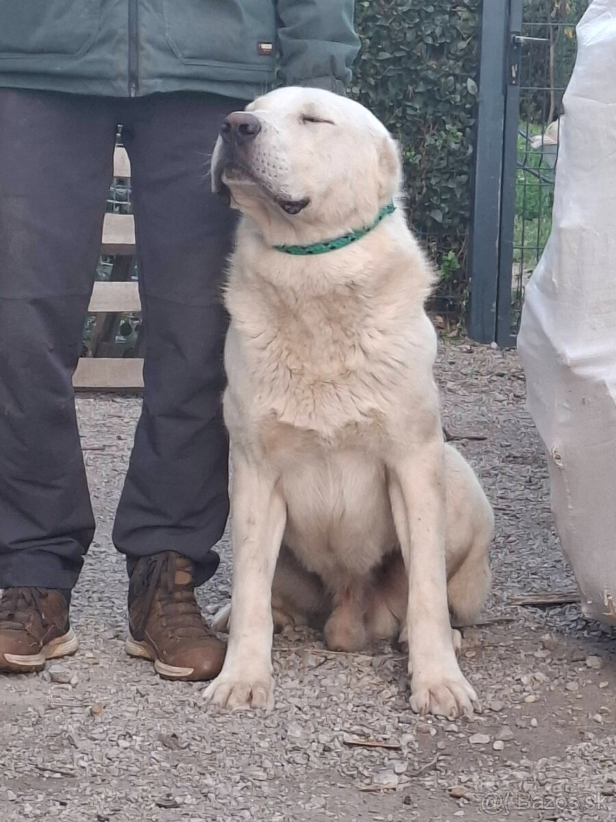 Stredoázijský ovčiak - 5