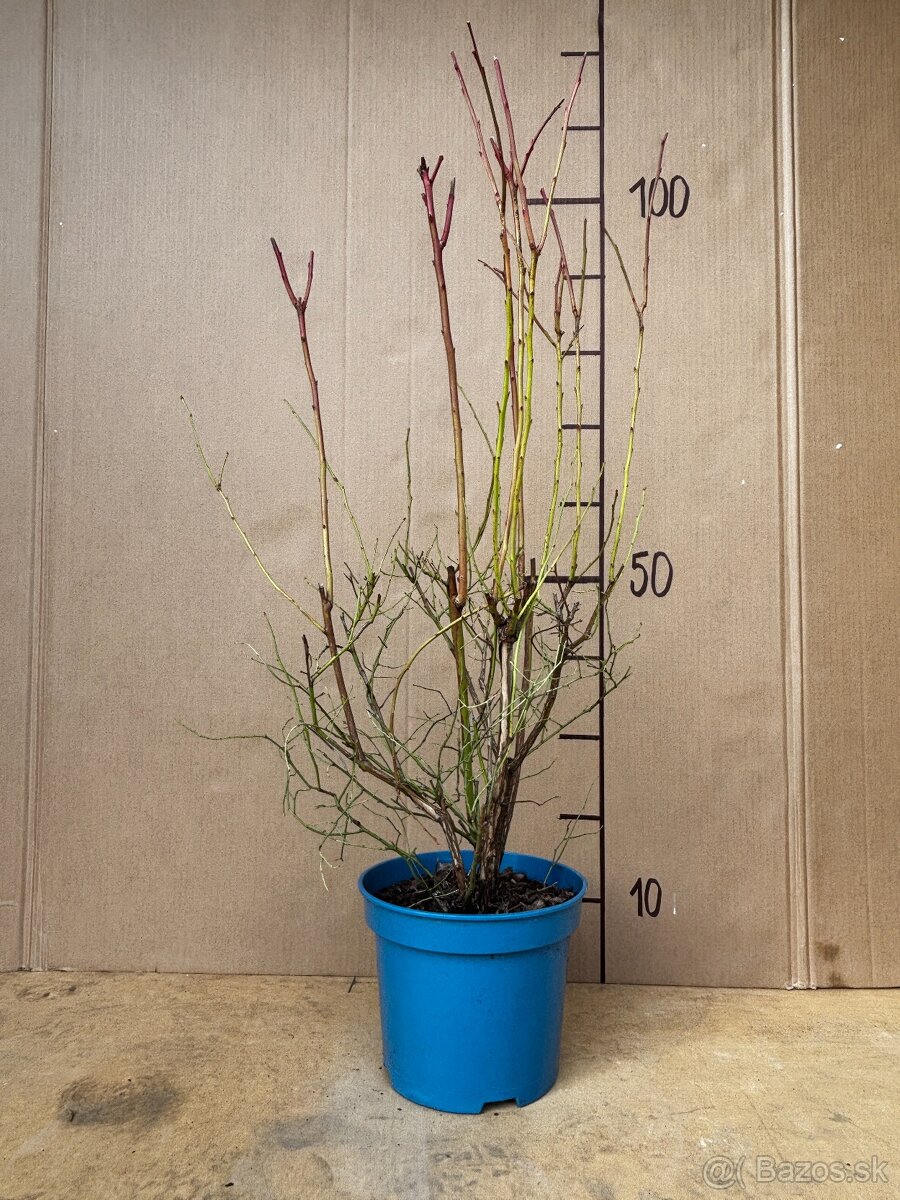 Sadenice čučoriedky kanadské a brusnice - 5