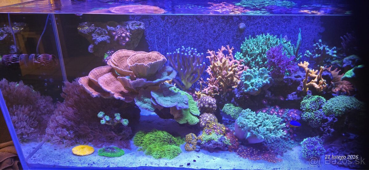 Morske akvarium dohodou - 5