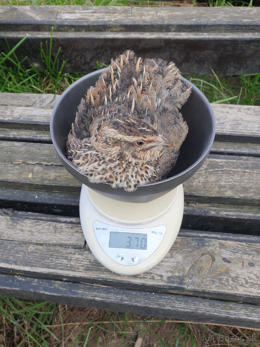 Japonské prepelice faraon NR, NZ, LV - 5