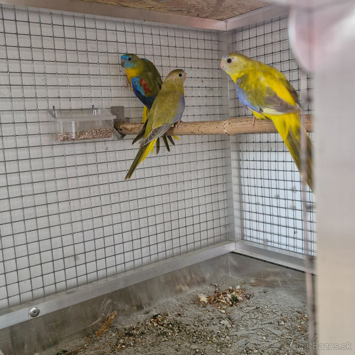 1.1 neofema tyrkysova opalin skorica 1df - 5