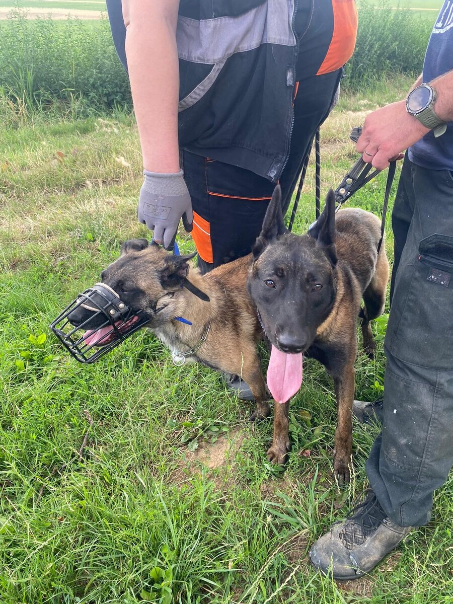 Belgický ovčiak, Cross , Nemecký ovčiak - 5