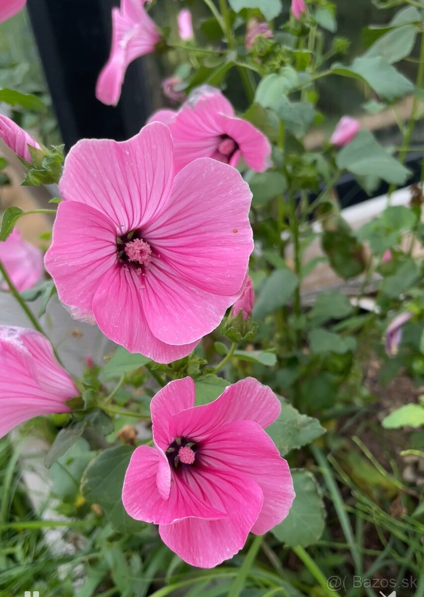 Semienka-koriander,petržlen vňaťový,smraďošky (aksamietnice) - 5