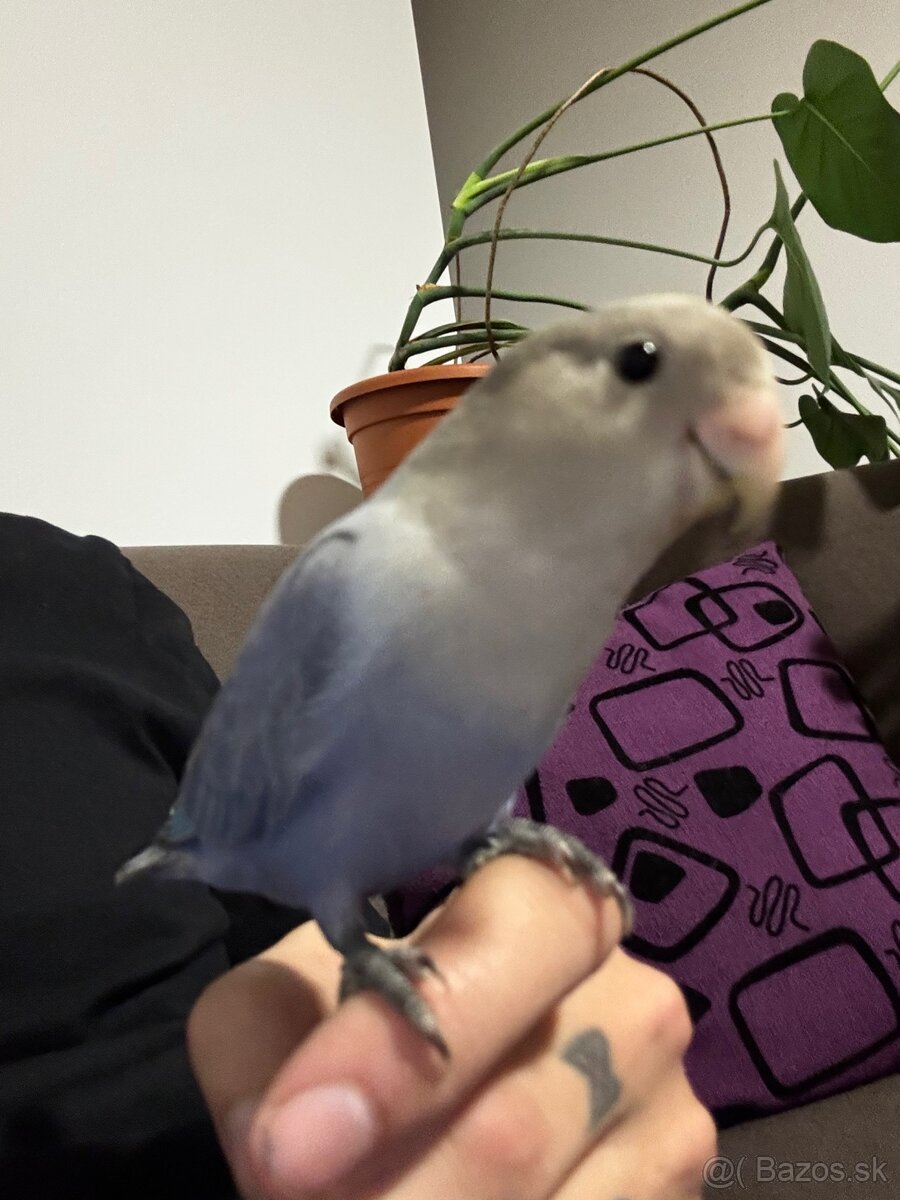 Rucne dokrmena pyrura - 5