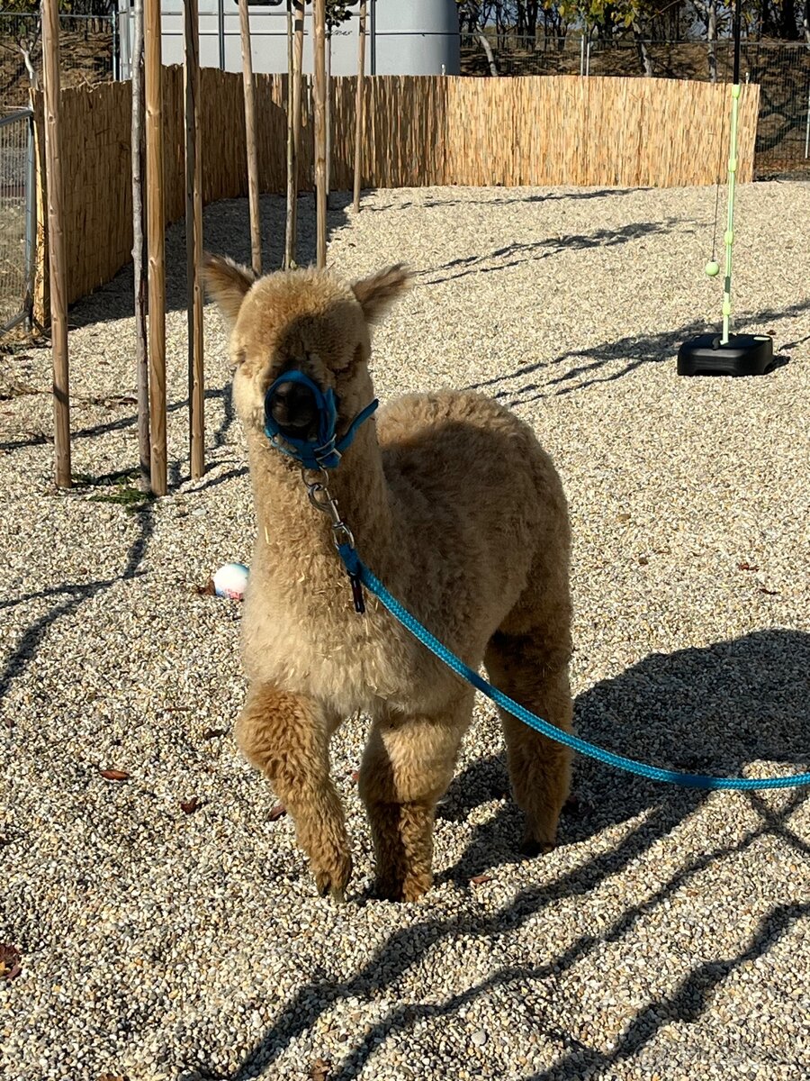 Alpaka samček béžový - 5