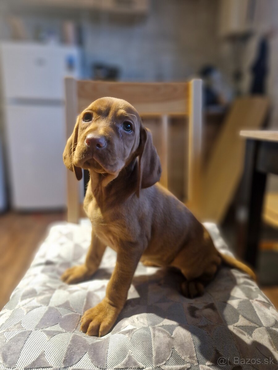 Madarska vyzla sPP - 5