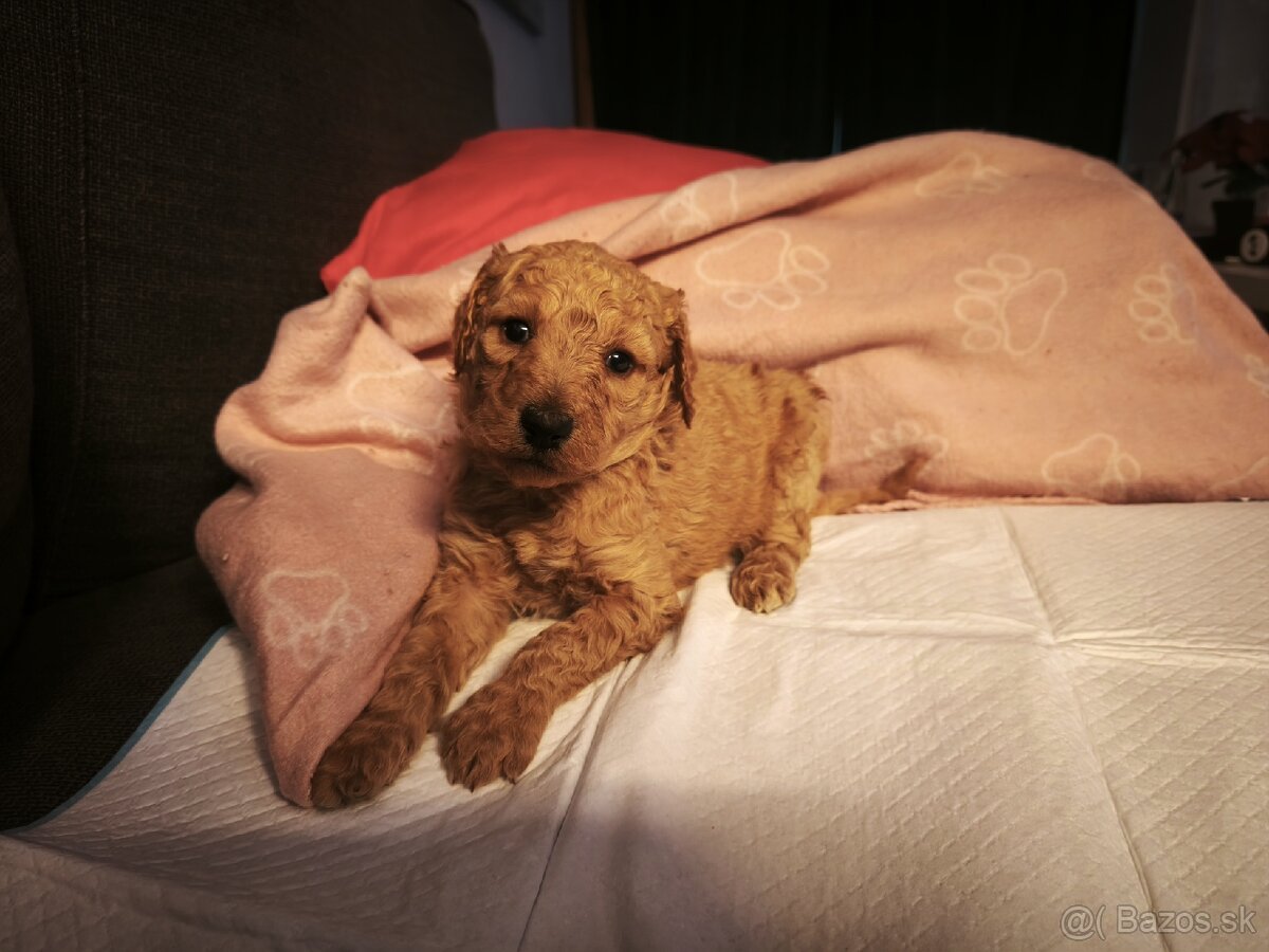 Kráľovský pudel fenka - 5