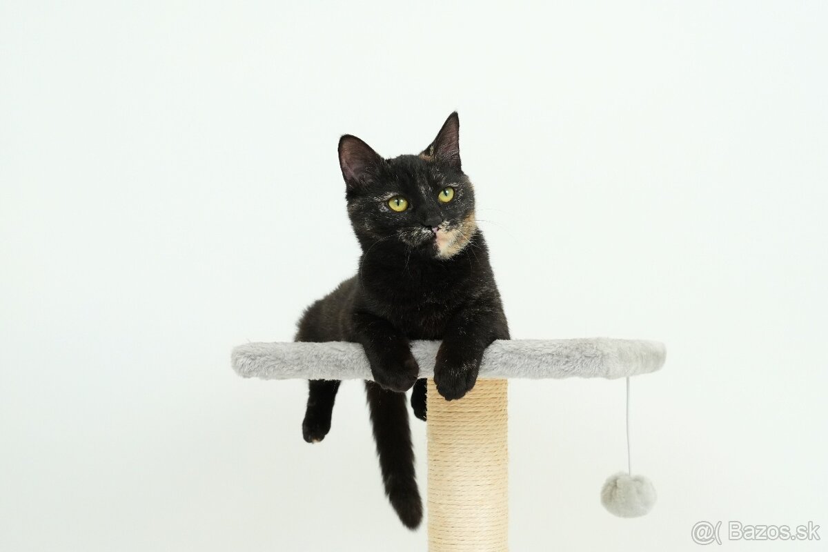 Malá mačička AGÁTKA hľadá domov - 5