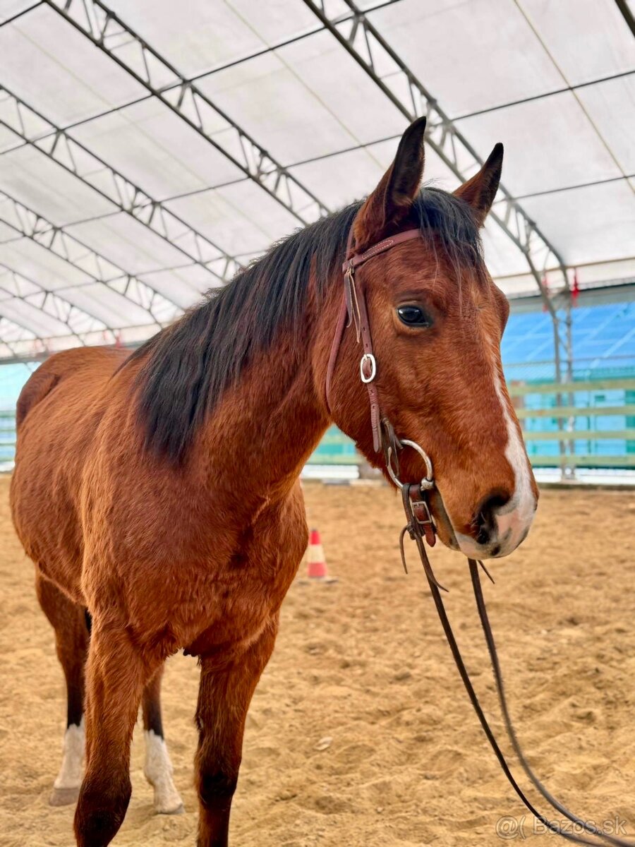 QH valach 3r. Na predaj - 5