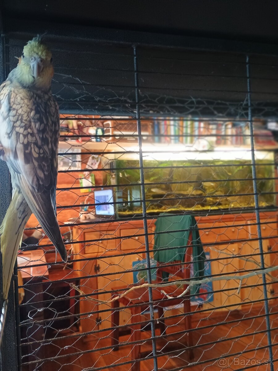 Mladé korely a andulka - 5