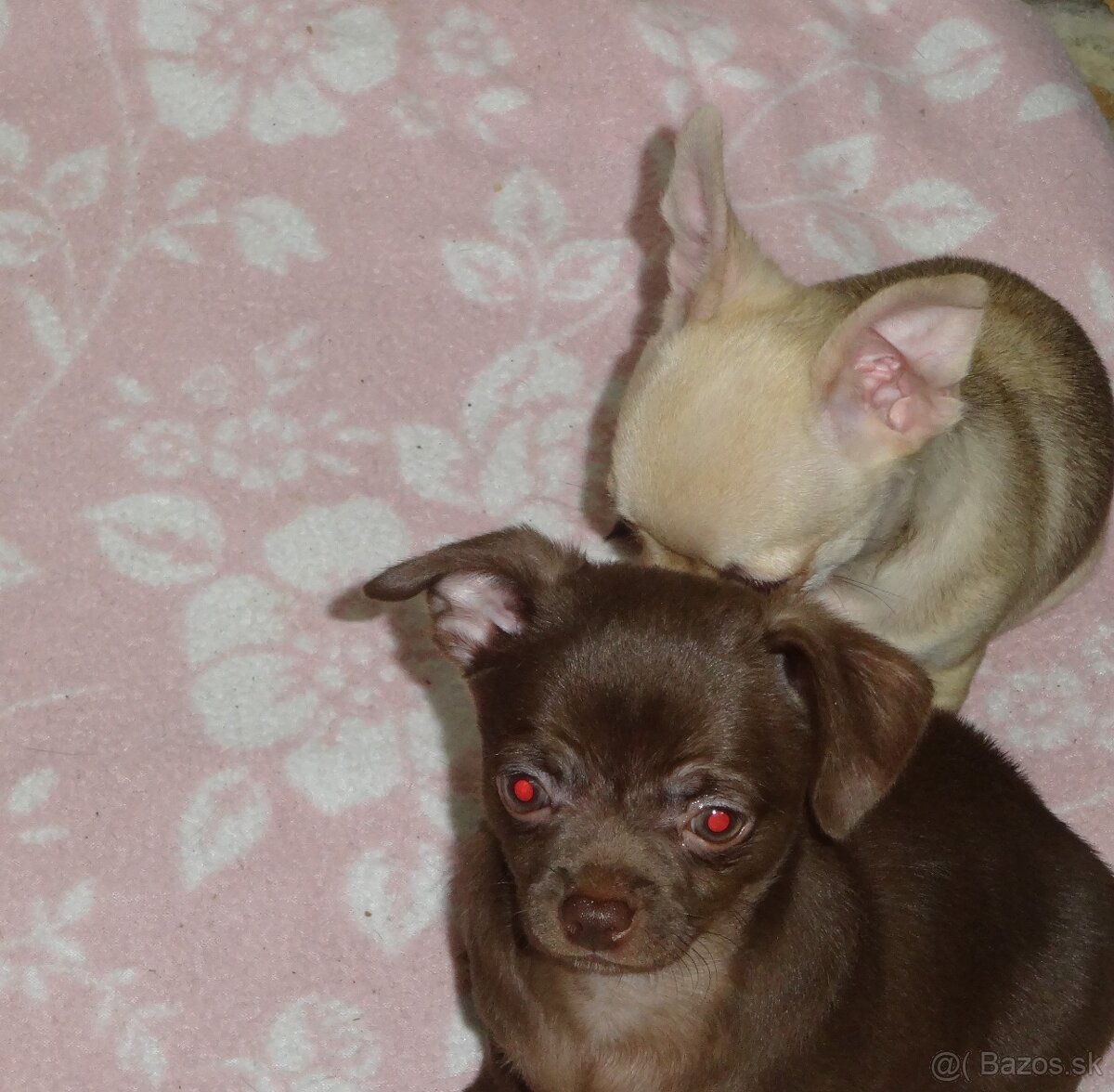 čivava krátkosrstá - 5