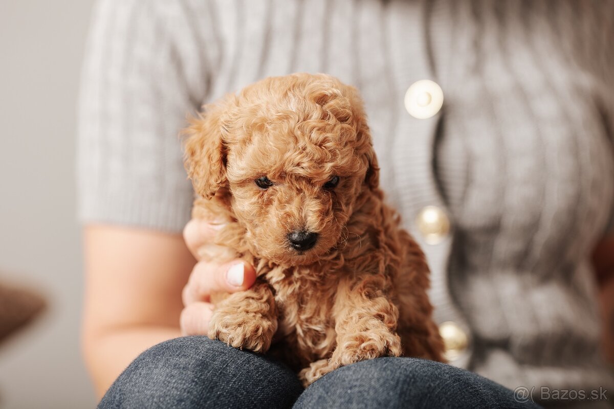 Trpasličí pudel s PP - 5