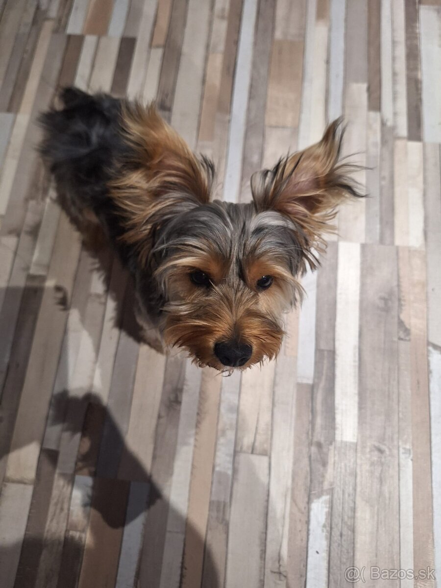 Yorkshirsky terier , Jorkšírský teriér , Yorkshire terier - 5