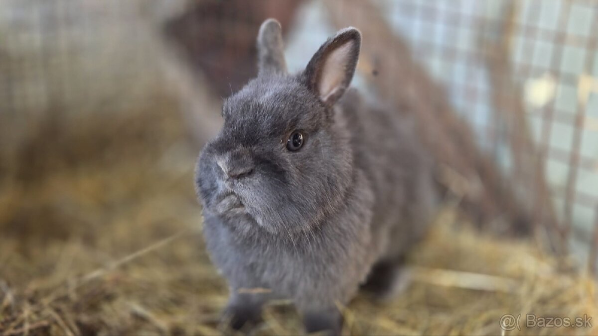 Zakrslý králik - 5