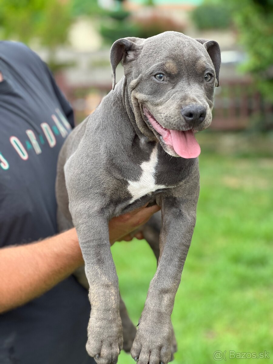 American bully xl s PP - 5