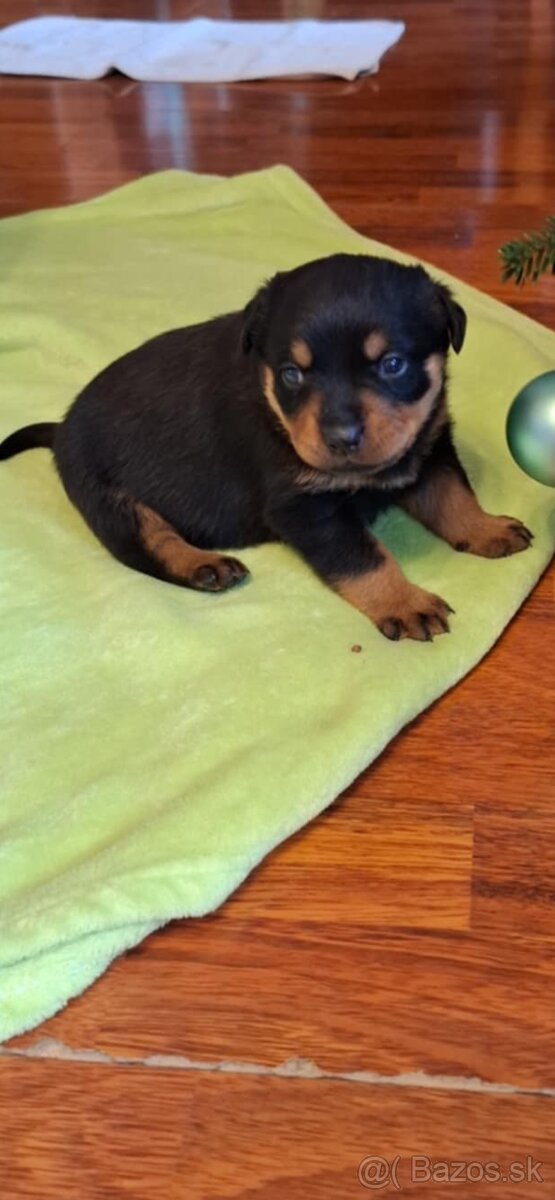 Šteniatka rotvajlera - 5