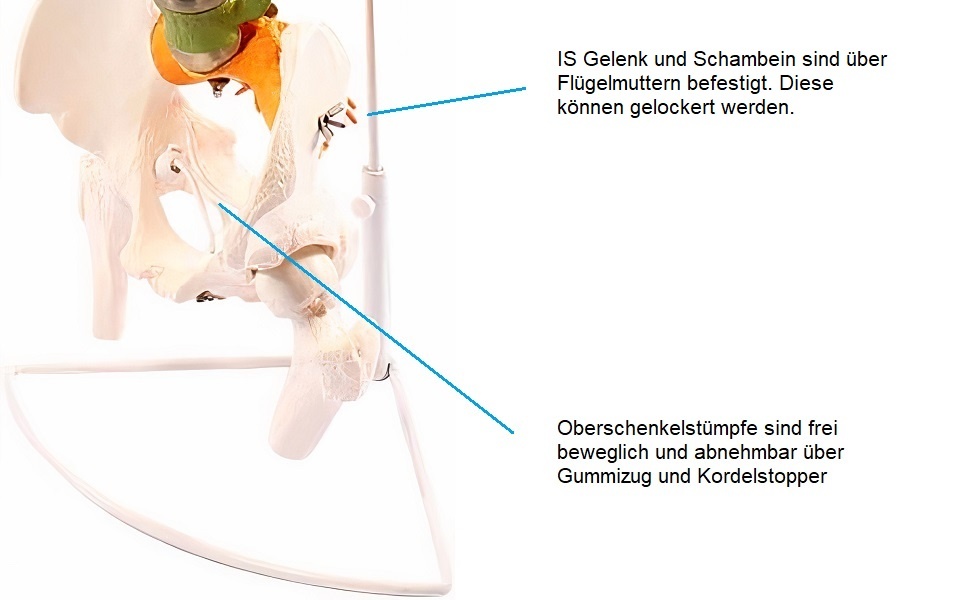Model chrbtice s panvou Cranstein A-339 - 5